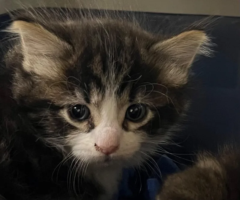 A baby medium-sized male Domestic Medium Hair cat named Tuck for adoption in Saginaw, MI