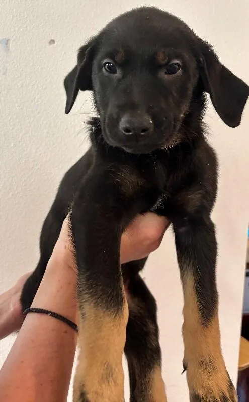 A baby large-sized male Black Labrador Retriever dog named Shere Khan for adoption in Van Nuys, CA