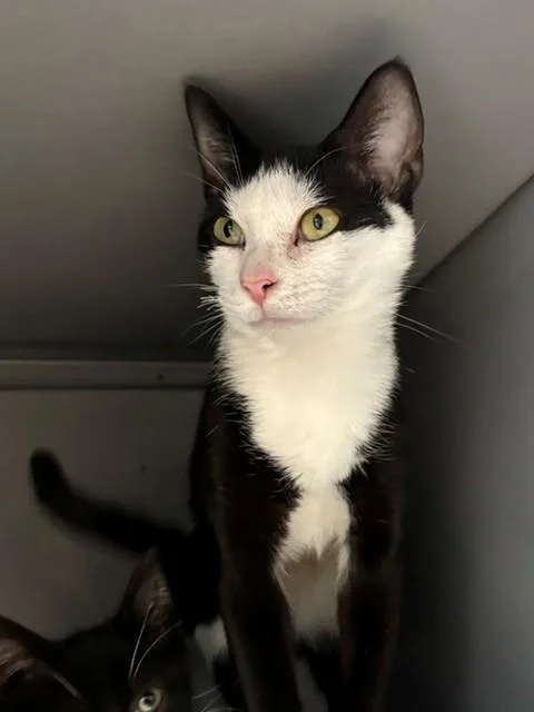 A young large-sized female Domestic Short Hair cat named Quinn for adoption in Leesburg, VA