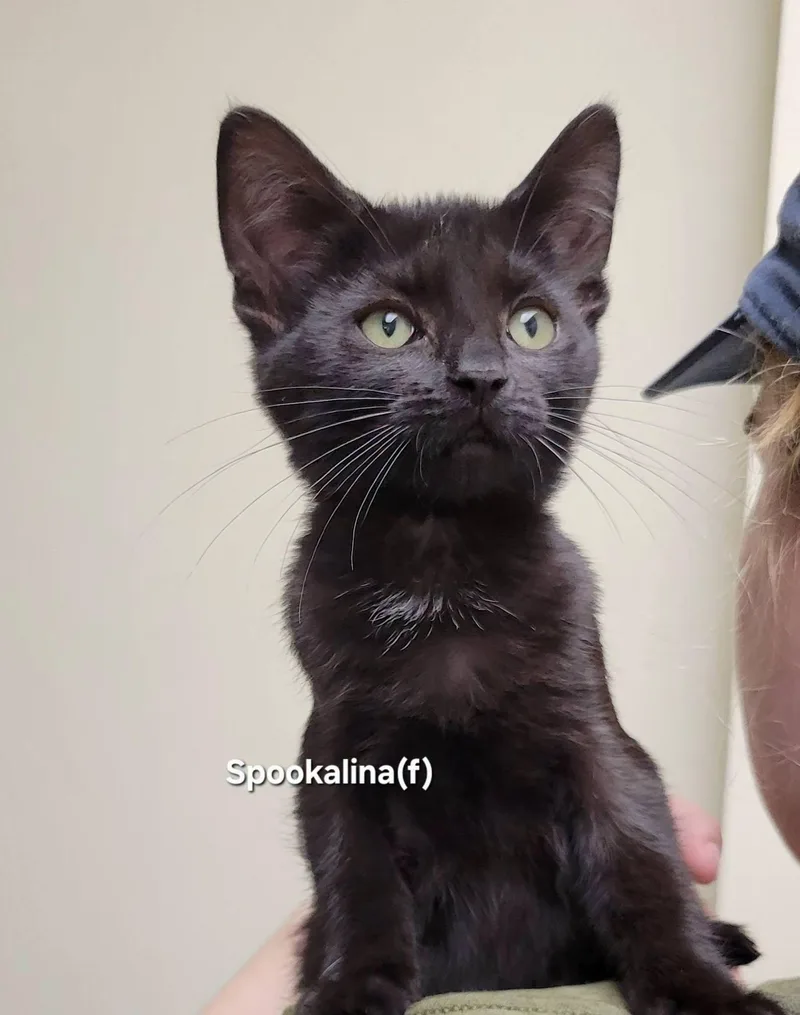 A baby medium-sized female Black Domestic Short Hair cat named Spookalina for adoption in Mazon, IL