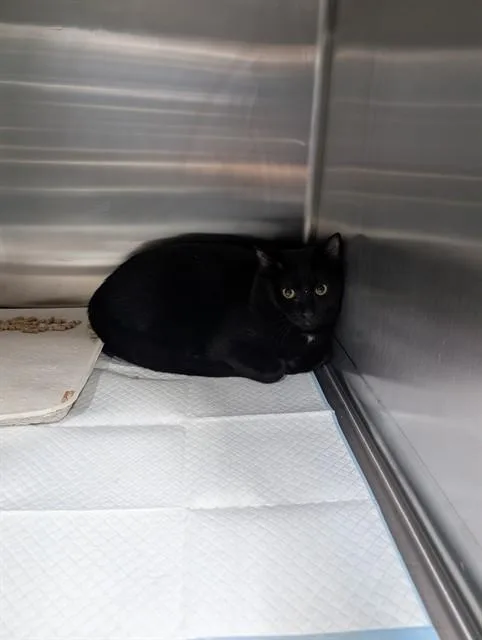 An adult small-sized male Domestic Short Hair cat named Arenas for adoption in Westminster, MD