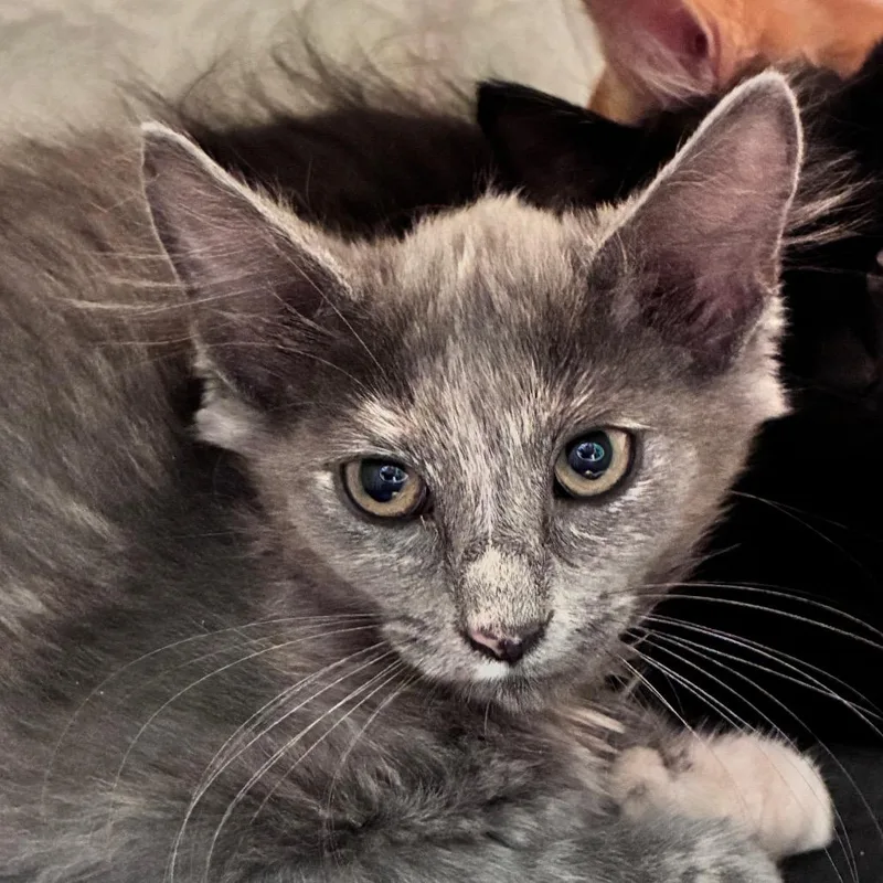 A baby small-sized female Gray / Blue / Silver Domestic Medium Hair cat named Rain for adoption in Dayton, OH