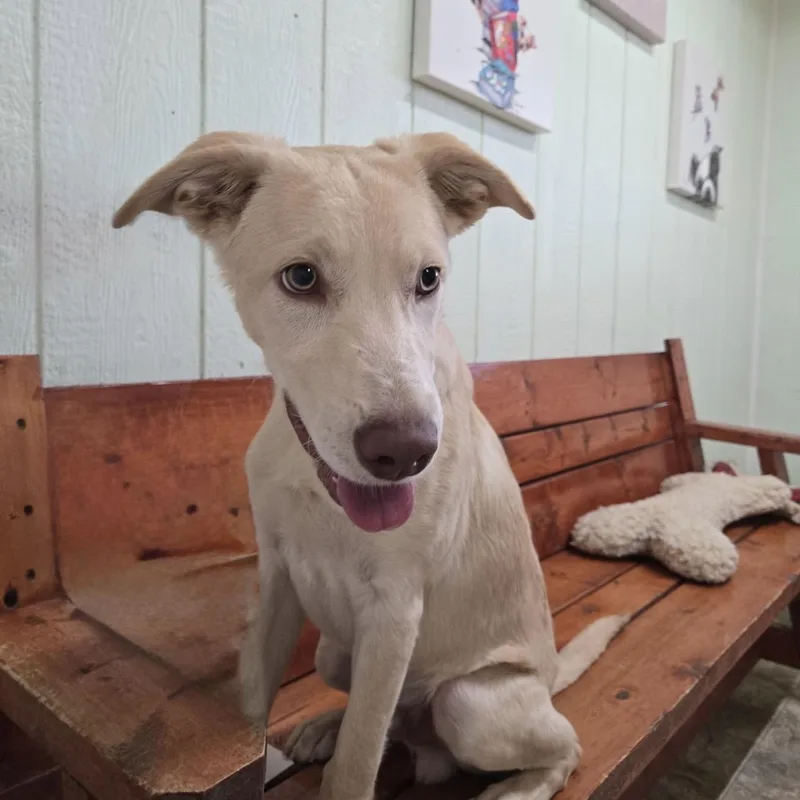 A young medium-sized male Yellow / Tan / Blond / Fawn Labrador Retriever dog named Myers for adoption in Pilot Point, TX