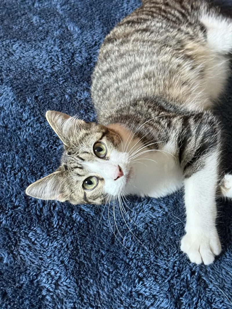 An adult large-sized male Domestic Short Hair cat named Kermit for adoption in Joliet, IL