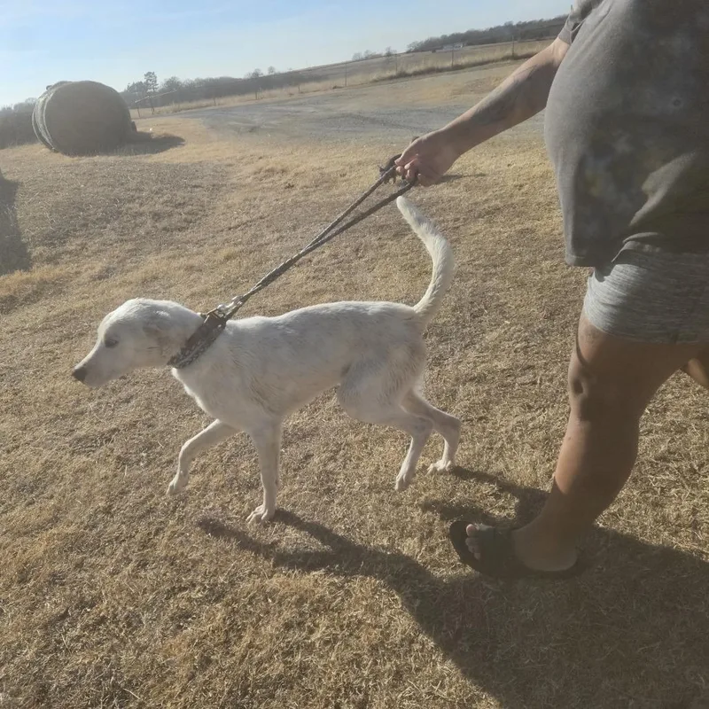 A young large-sized male White / Cream Labrador Retriever dog named Elliot for adoption in Ada, OK