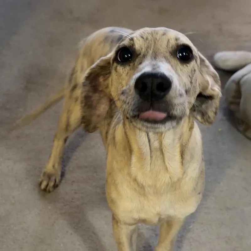 Cinnabon thumbnail 2