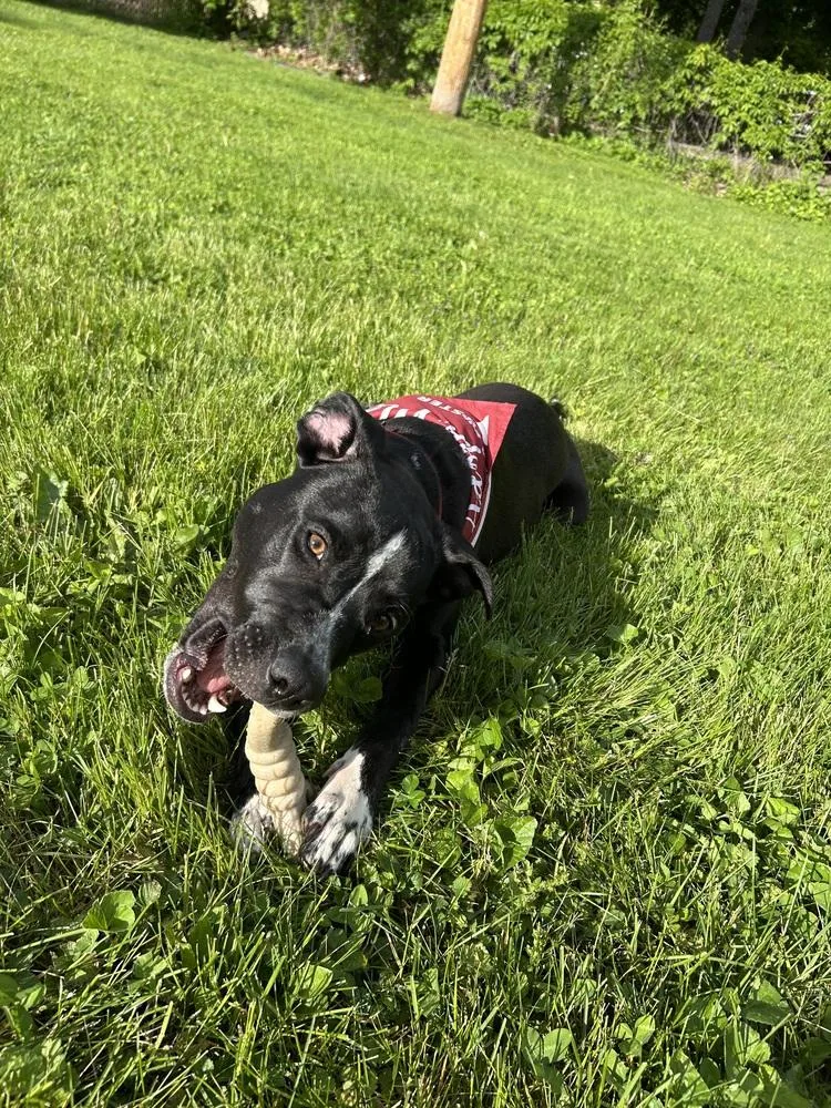 A young large-sized male Tricolor (Brown, Black, & White) Mixed Breed dog named Rocky for adoption in Lansing, MI