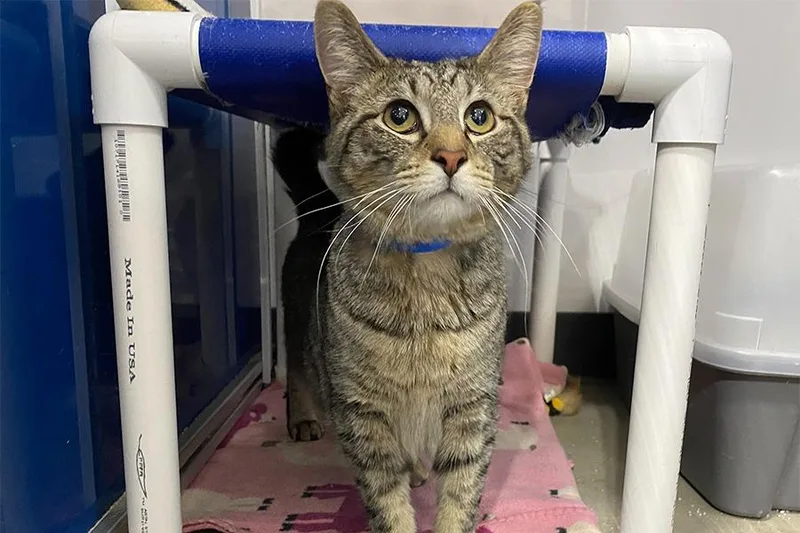 An adult medium-sized male Domestic Short Hair cat named Hudson for adoption in Powell, OH