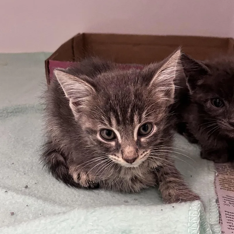 A baby small-sized male Gray / Blue / Silver Domestic Short Hair cat named Ronaldo for adoption in Charleston, WV