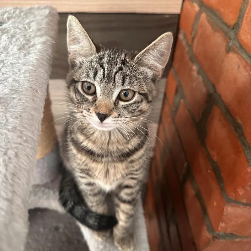 A baby small-sized female Brown / Chocolate Domestic Short Hair cat named Riverview for adoption in Gibsonia, PA