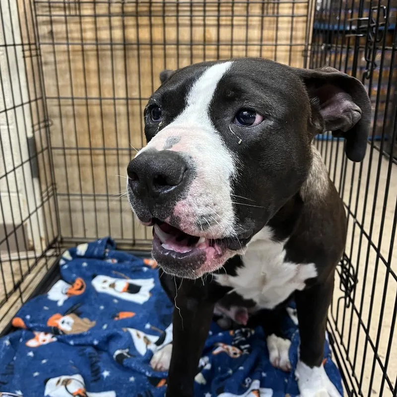 An adult large-sized male Black Mixed Breed dog named Gage for adoption in Chattanooga, TN