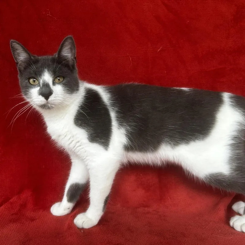 A young medium-sized male Gray / Blue / Silver Domestic Short Hair cat named Bruce for adoption in Conway, NH
