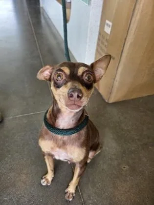 An adult small-sized female Mixed Breed dog named Tatertot for adoption in Honolulu, HI