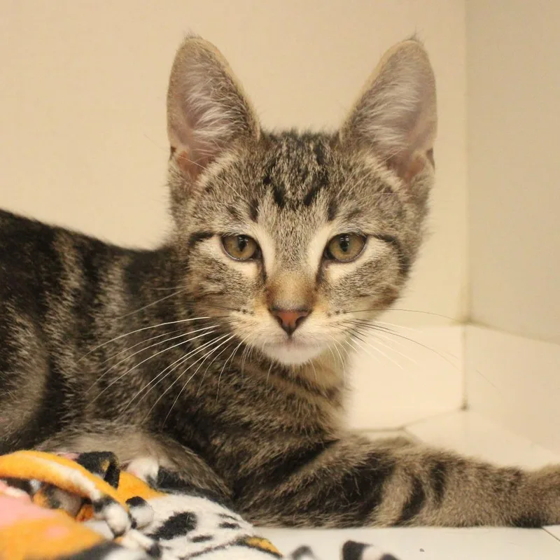 A baby small-sized male Brown / Chocolate Domestic Short Hair cat named Ned for adoption in Champaign, IL