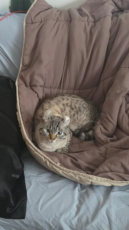 An adult medium-sized male American Curl cat named Miso for adoption in Gwinn, MI