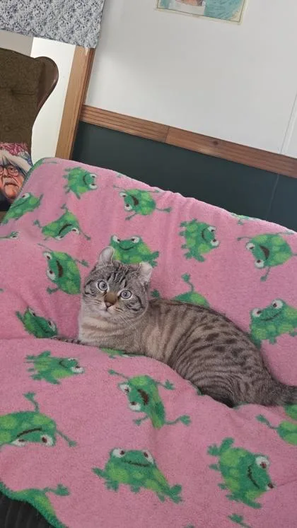 Miso thumbnail 2