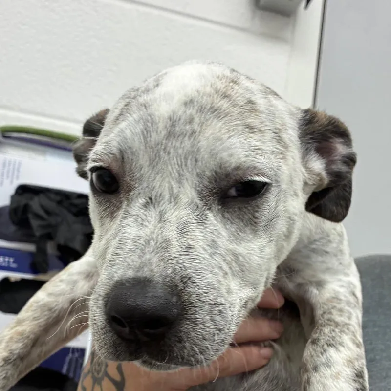 A baby small-sized male White / Cream Terrier dog named Long Shot for adoption in Corpus Christi, TX