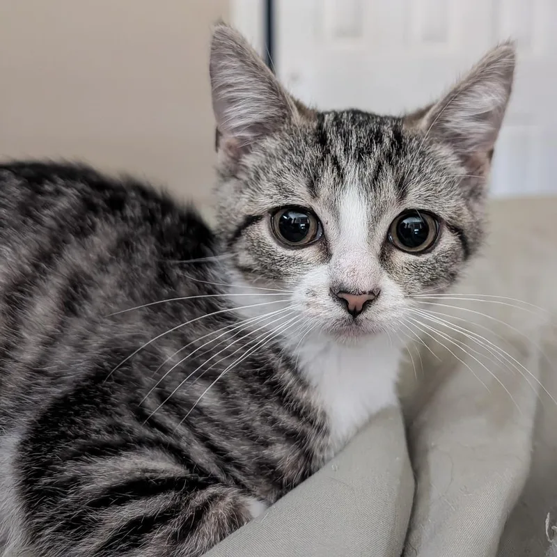 A baby small-sized female Domestic Short Hair cat named Meredith for adoption in Cincinnati, OH