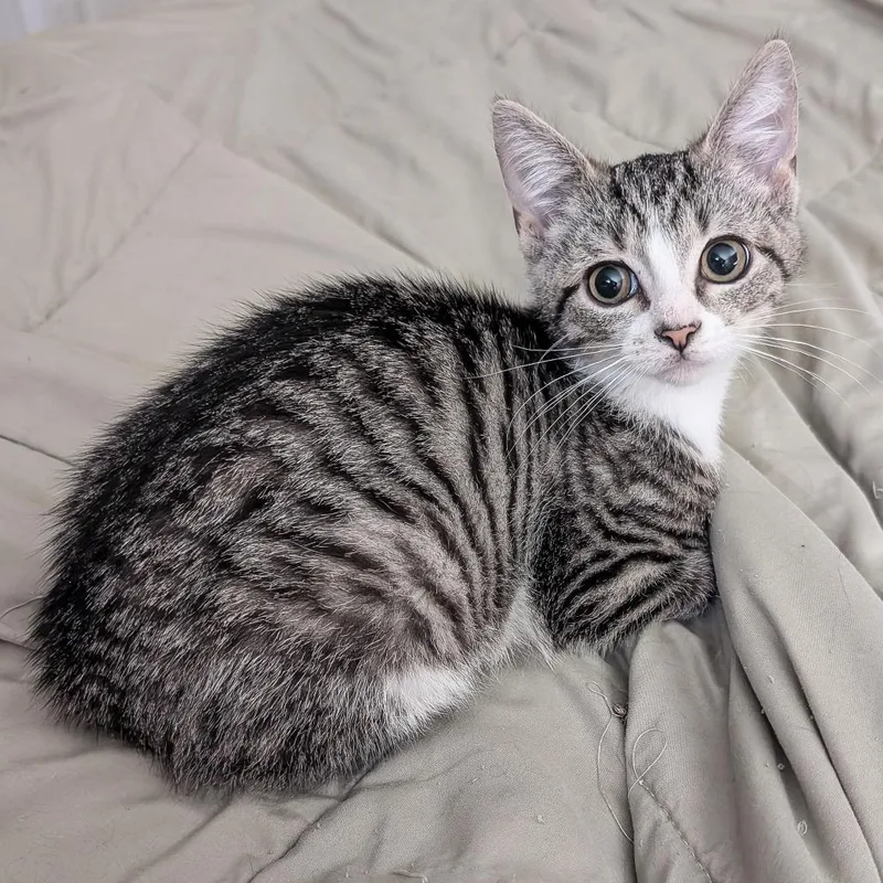 Meredith thumbnail 2