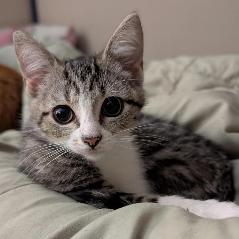 Meredith thumbnail 3