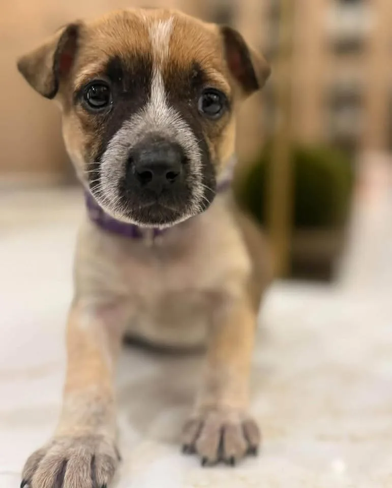 A baby medium-sized female Brown / Chocolate Terrier dog named Annabeth for adoption in Mount Juliet, TN