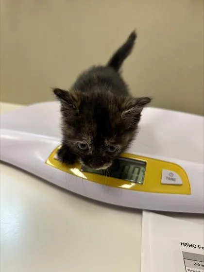 A baby small-sized female Domestic Short Hair cat named Willow for adoption in Fishers, IN