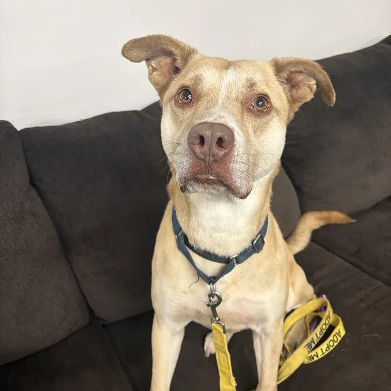 An adult medium-sized male English Bulldog dog named Carl for adoption in Peachtree City, GA