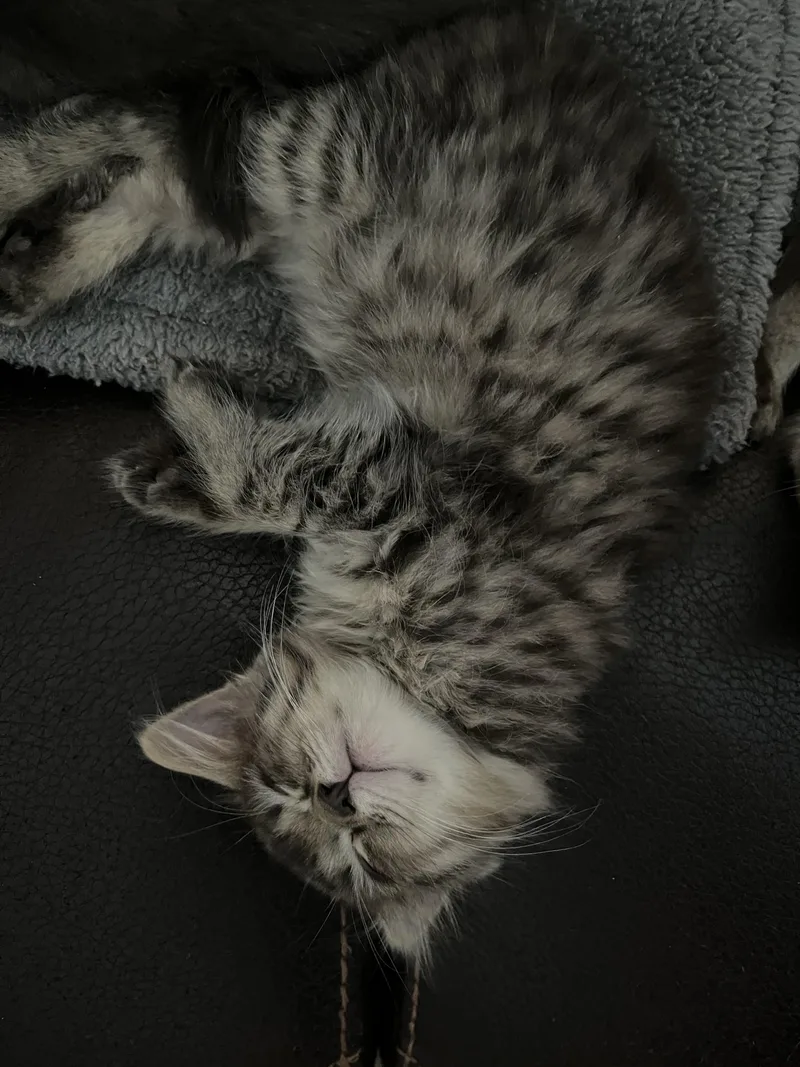 Gingerbread thumbnail 2