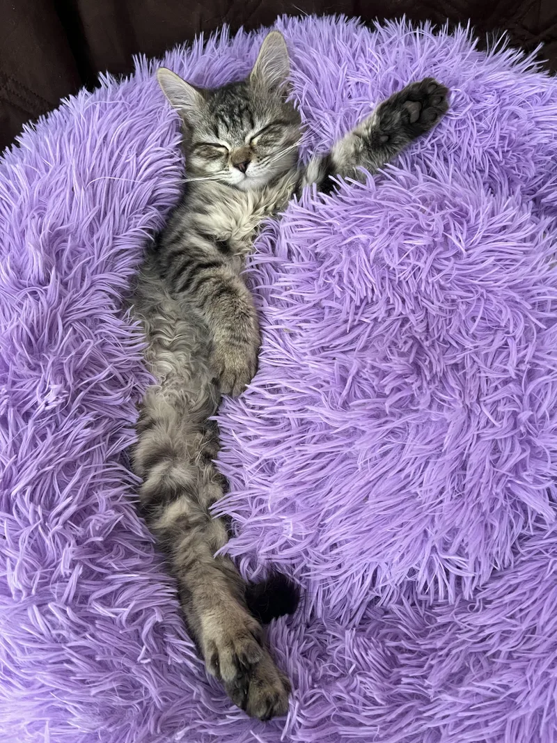 Gingerbread thumbnail 4