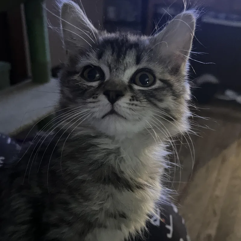 Gingerbread thumbnail 5