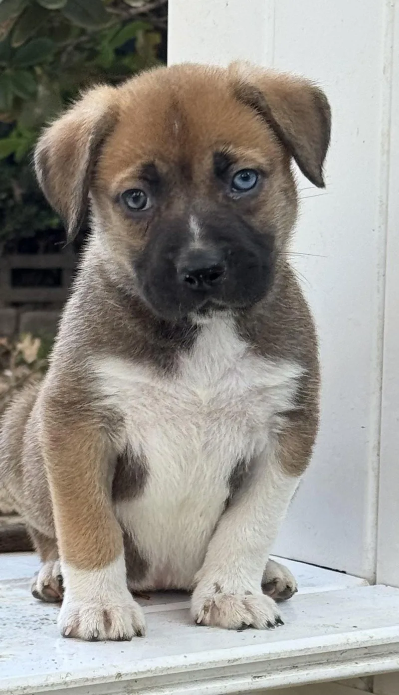 A baby medium-sized female Terrier dog named Ethel for adoption in Redwood City, CA
