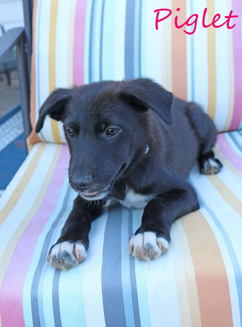 A baby medium-sized male Labrador Retriever dog named Piglet AcreWood for adoption in Wakefield, RI