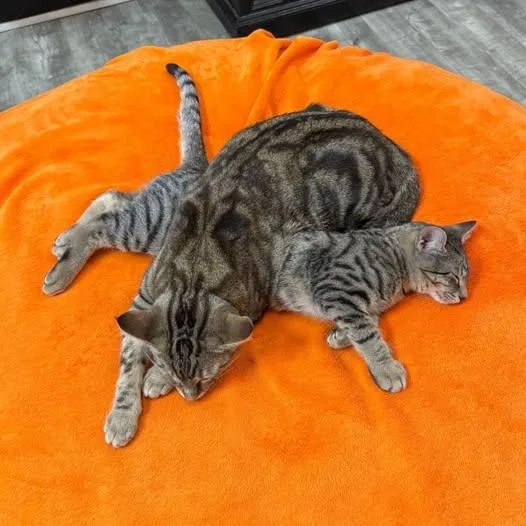 A baby medium-sized male Tabby (Buff / Tan / Fawn) Domestic Short Hair cat named Smith at Fat Cat for adoption in Tallahassee, FL