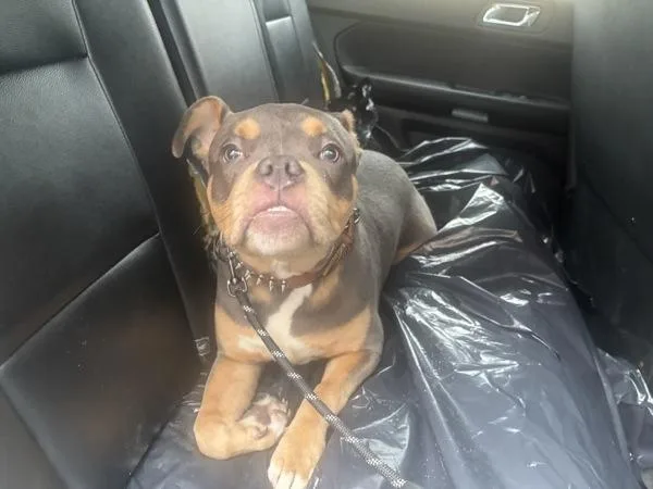 A young medium-sized male Mixed Breed dog named Chipsy Hoy for adoption in New York, NY