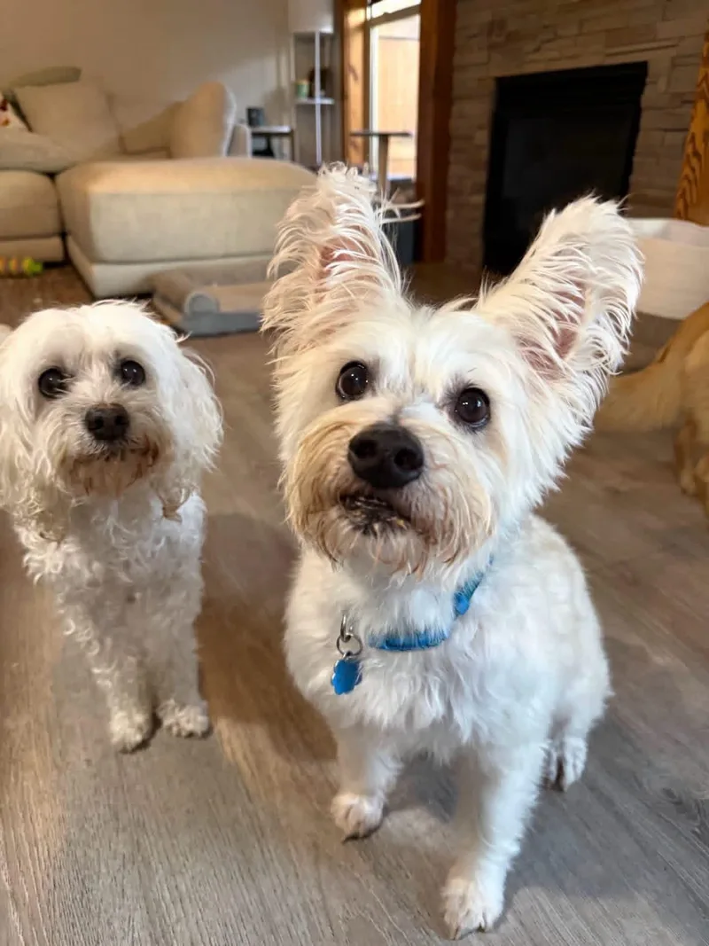 A senior small-sized male Mixed Breed dog named Bebe & Cody for adoption in Wilsall, MT