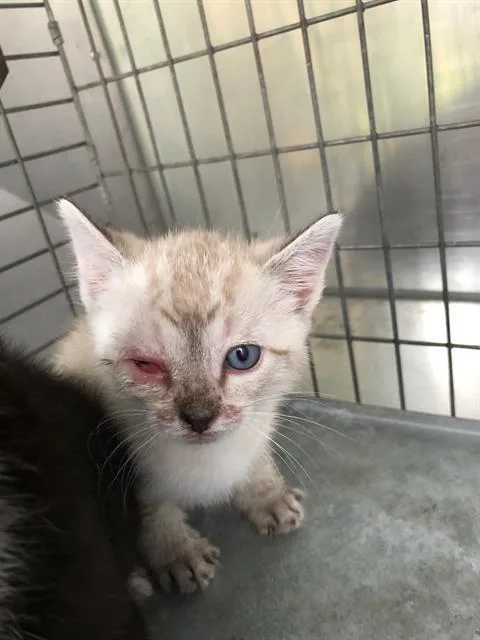 A baby small-sized female Domestic Short Hair cat named Lee Lee for adoption in Dallas, TX