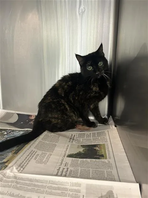 A senior small-sized female Domestic Short Hair cat named Bernice for adoption in San Antonio, TX