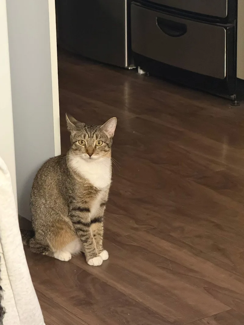 A baby medium-sized female Gray & White Domestic Short Hair cat named Tiger Lily for adoption in Champaign, IL