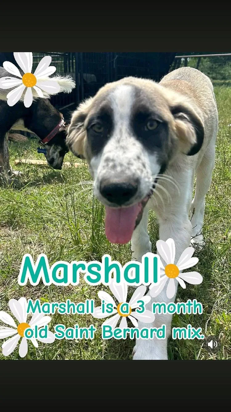 A baby extra large-sized male Bicolor Great Pyrenees dog named Marshall for adoption in Paradise, TX