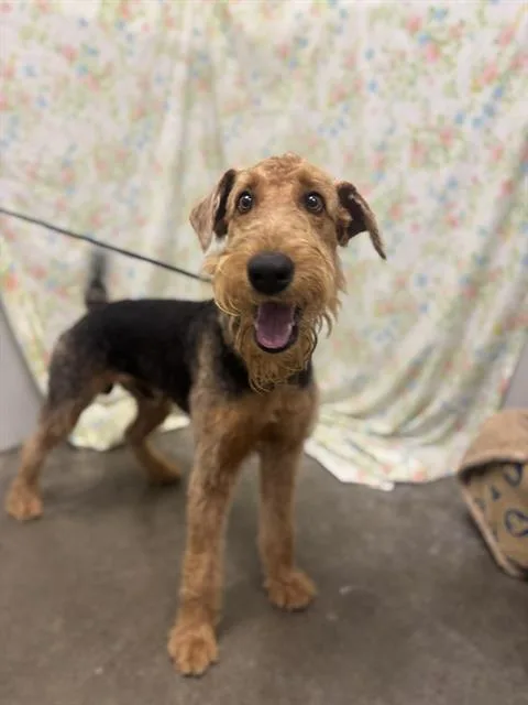 An adult medium-sized male Airedale Terrier dog named Tom Tom for adoption in Rosenberg, TX