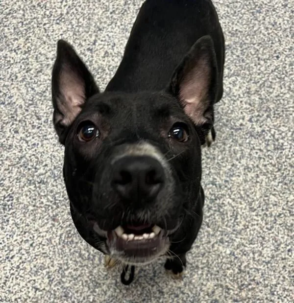 An adult medium-sized female Pit Bull Terrier dog named Birdie for adoption in Golden, CO