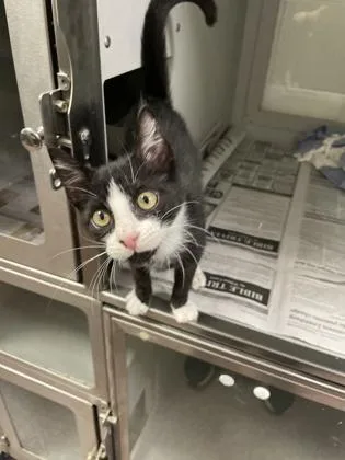 A baby small-sized male Domestic Short Hair cat named Riccardo for adoption in Louisburg, NC