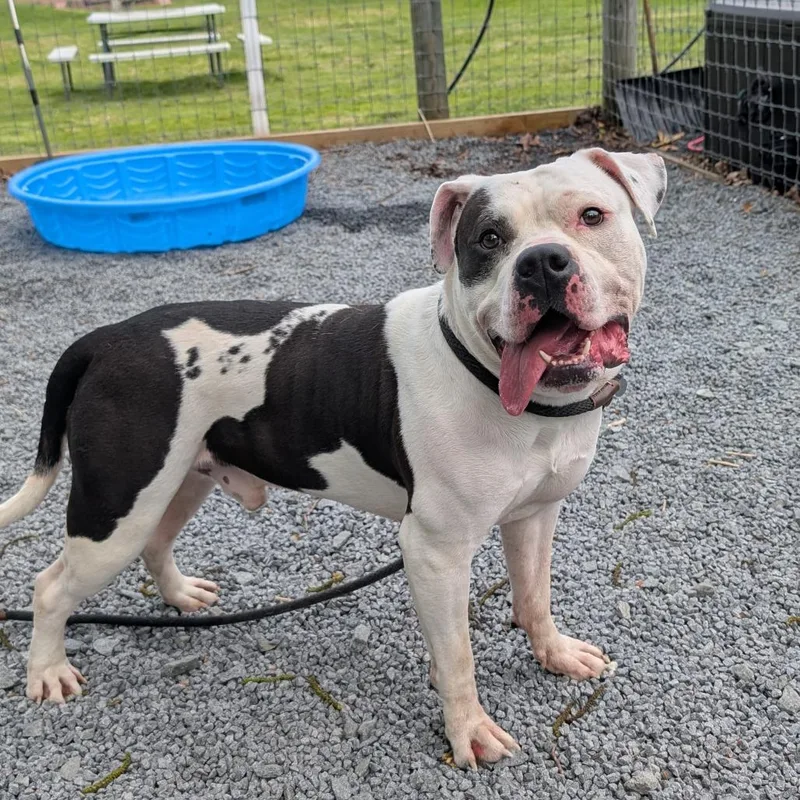 An adult large-sized male White / Cream Pit Bull Terrier dog named Dom for adoption in Birdsboro, PA