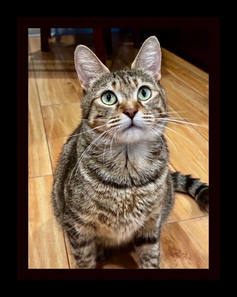 A young medium-sized female Tabby (Buff / Tan / Fawn) Egyptian Mau cat named Dorothy for adoption in Boca Raton, FL