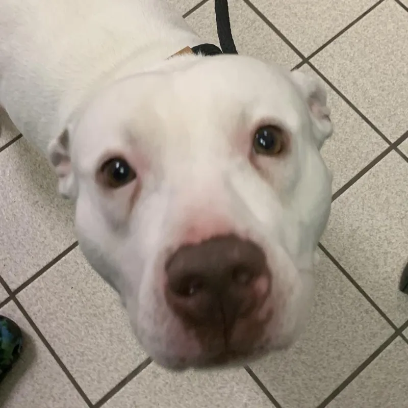 A senior medium-sized male White / Cream Mixed Breed dog named Pinto for adoption in Charleston, WV