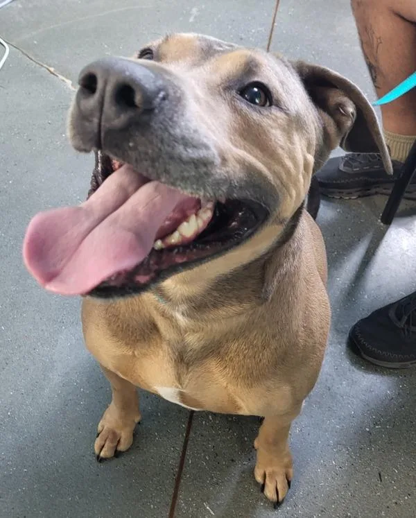 An adult large-sized male American Bully dog named Pen  Taco for adoption in Lawrenceville, GA