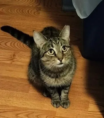 An adult medium-sized female Tabby (Buff / Tan / Fawn) Tabby cat named GiGi for adoption in Independence, OH