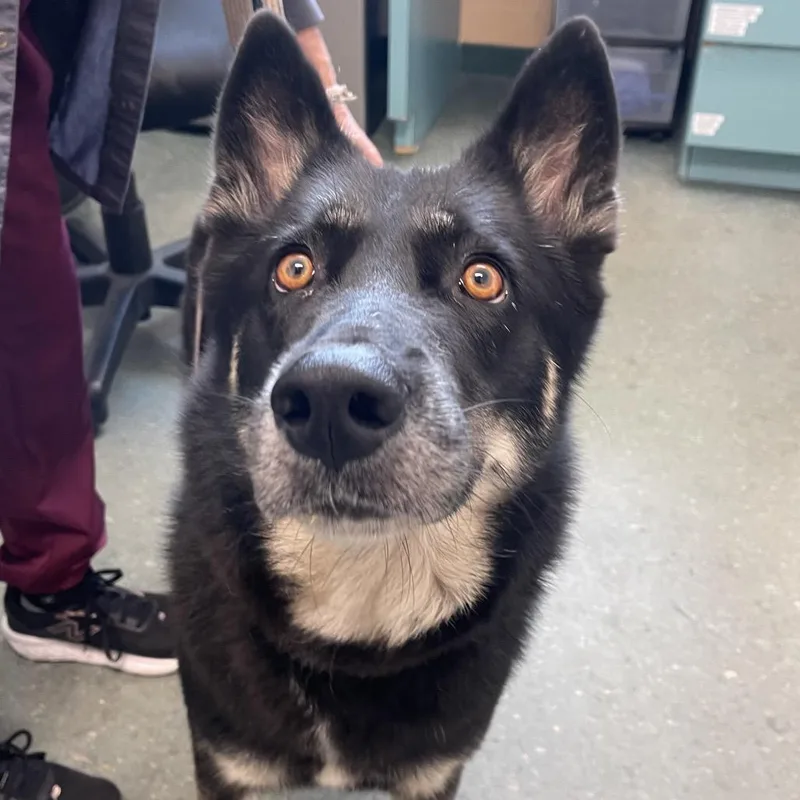 An adult medium-sized female Black German Shepherd Dog dog named Chloe for adoption in Clearwater, FL