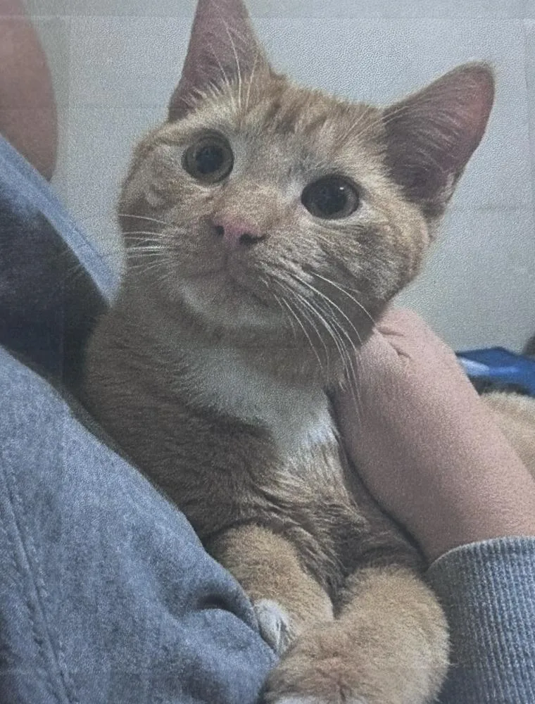 An adult small-sized male Tabby (Orange / Red) Domestic Short Hair cat named Cyrus Freeport for adoption in Westbury, NY