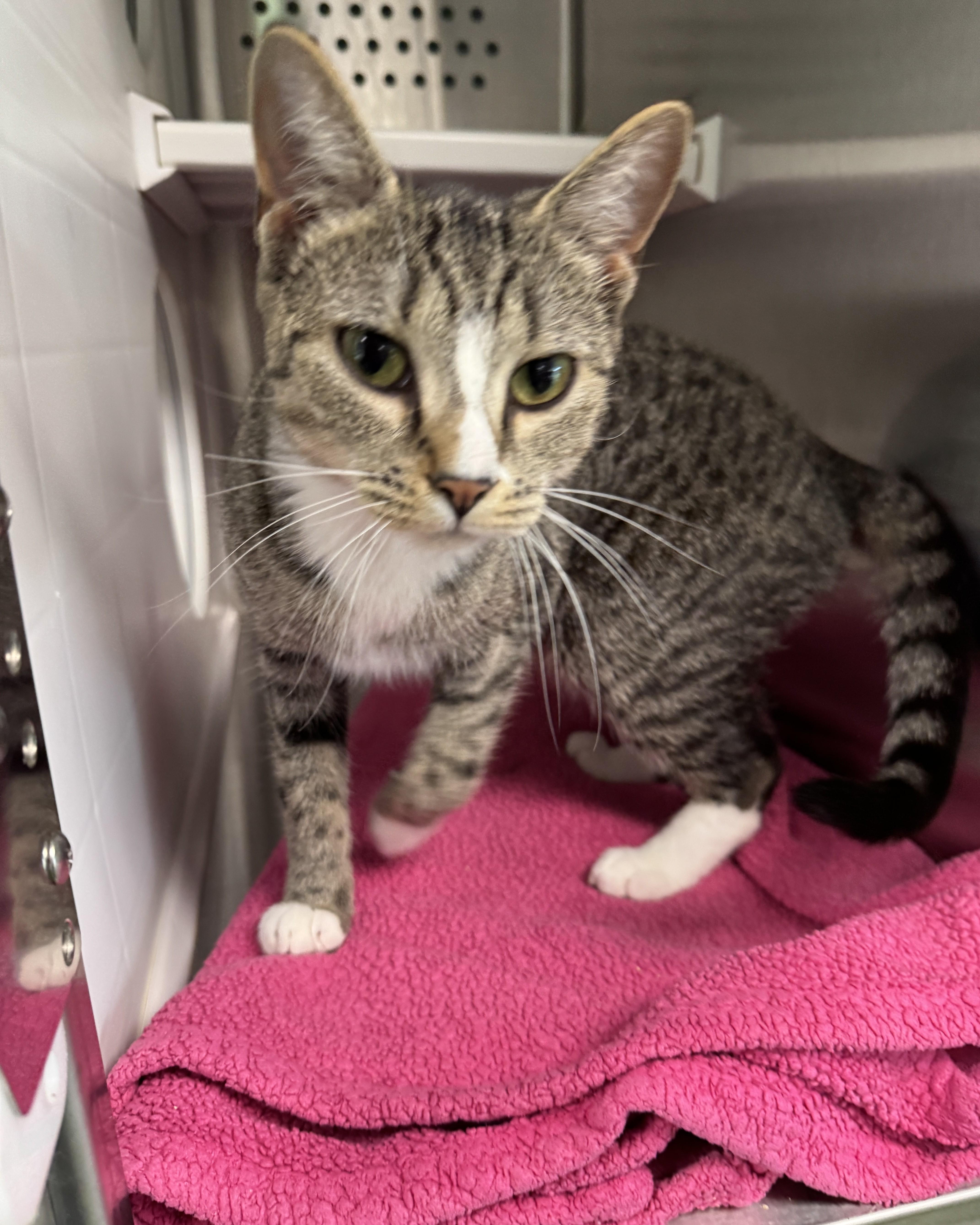 A young medium-sized female Tabby (Brown / Chocolate) Domestic Short Hair cat named Eevee for adoption in Seneca, PA